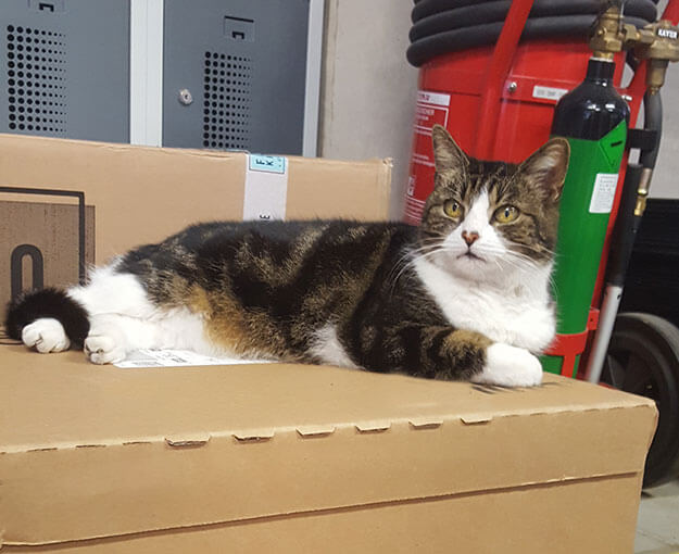 Katze auf Karton